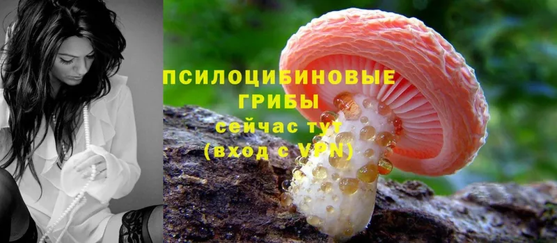 Псилоцибиновые грибы Cubensis  Сортавала 